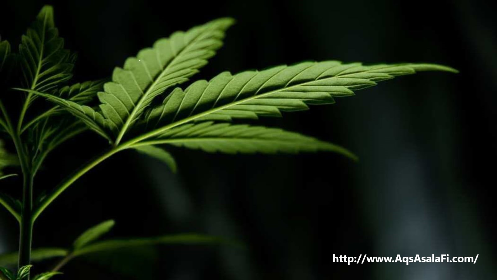 Fakta Negatif Tentang Ganja