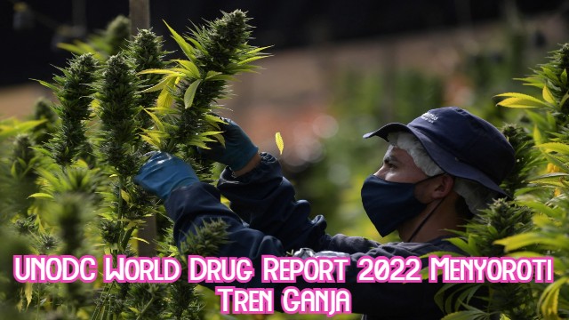 UNODC World Drug Report 2022 Menyoroti Tren Ganja