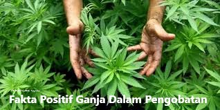 Fakta Positif Ganja Dalam Pengobatan