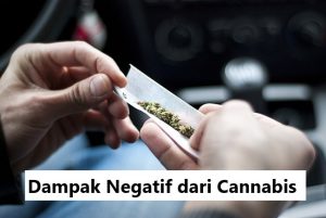 Dampak Negatif dari Cannabis