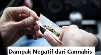 Dampak Negatif dari Cannabis