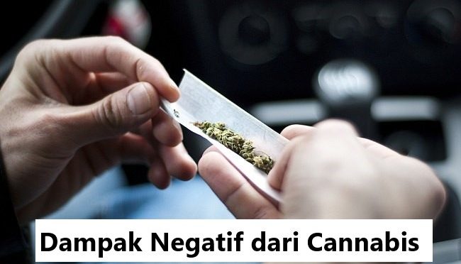 Dampak Negatif dari Cannabis