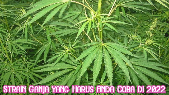 Strain Ganja yang Harus Anda Coba di 2022